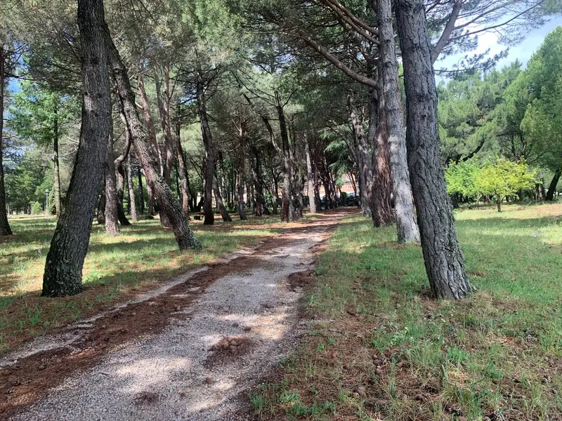 Camino de tierra entre pinos en el lugar del retiro, en San Lorenzo de El Escorial