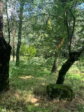Rincón del bosque con luz entre los árboles