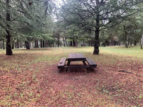 Mesa de picnic de madera bajo los cedros
