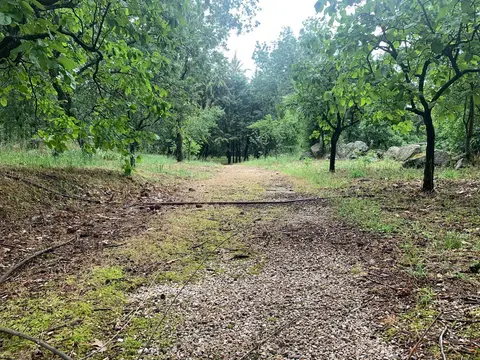 Sendero entre árboles