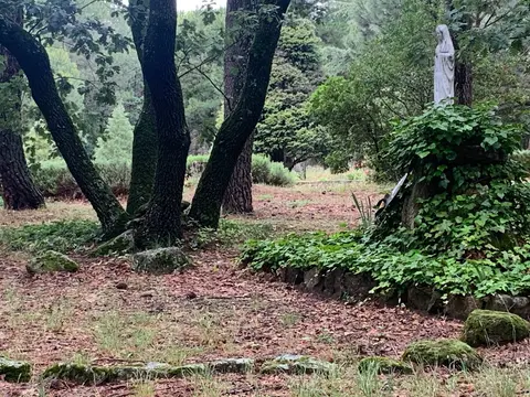 Jardín con árboles y plantas